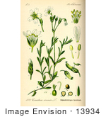 #13934 Picture Of Field Mouse Ear (Cerastium Arvense)