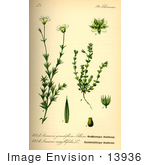 #13936 Picture Of Thyme-Leaved Sandwort (Arenaria Serpyllifolia)