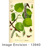 #13940 Picture of Common Aspen, Swedish Aspen, Trembling Aspen, Eurasian Aspen (Populus tremula) by JVPD