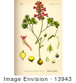 #13943 Picture Of Corydalis Digitata Flowers