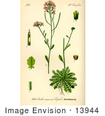 #13944 Picture Of Sand Rock Cress (Cardaminopsis Arenosa)