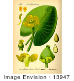 #13947 Picture Of Spatterdock Yellow Waterlily Cow Lily Yellow Pond Lily (Nuphar Lutea)