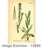 #13950 Picture Of Tower Cress (Turritis Glabra)
