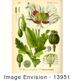 #13951 Picture Of Opium Poppy (Papaver Somniferum)