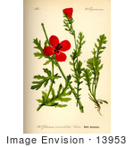 #13953 Picture Of Horned Poppy (Glaucium Corniculatum)