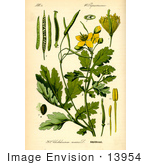 #13954 Picture Of Greater Celandine Poppy (Chelidonium Majus)