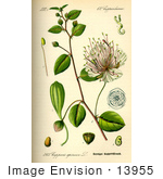 #13955 Picture of Caper (Capparis spinosa) by JVPD