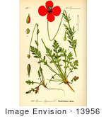 #13956 Picture Of Long Pricklyhead Poppy (Papaver Argemone)