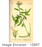 #13957 Picture Of Coral Root (Dentaria Bulbifera)
