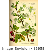 #13958 Picture Of Sour Cherry (Prunus Cerasus)