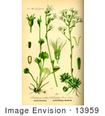 #13959 Picture Of Meadow Saxifrage (Saxifraga Granulata)