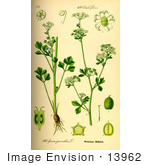 #13962 Picture Of Celery (Apium Graveolens)