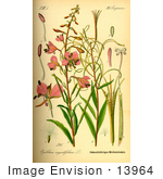 #13964 Picture Of Rosebay Willowherb Fireweed (Epilobium Angustifolium)