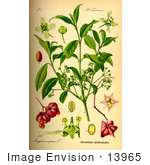 #13965 Picture Of European Spindletree (Euonymus Europaea)