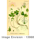 #13968 Picture Of Common Wood Sorrel (Oxalis Acetosella)