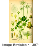 #13971 Picture Of Marsh Grass Of Parnassus (Parnassia Palustris)