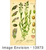 #13973 Picture Of Common Milkwort (Polygala Vulgaris)