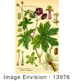 #13976 Picture Of Dusky Cranesbill Mourning Widow (Geranium Phaeum)