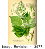 #13977 Picture Of Brambles (Rubus Candidans)