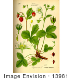 #13981 Picture Of Woodland Strawberry (Fragaria Vesca)