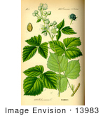 #13983 Picture Of European Dewberry (Rubus Caesius)