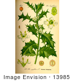 #13985 Picture Of European Holly (Ilex Aquifolium)