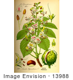 #13988 Picture Of Common Horse Chestnut (Aesculus Hippocastanum)