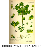 #13992 Picture Of Sun Spurge (Euphorbia Helioscopia)