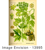 #13995 Picture Of Lovage (Levisticum Officinale)