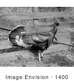 #1400 Photo Of A Live Turkey Bird By A Wooden Fence
