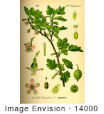 #14000 Picture Of Gooseberry (Ribes Uva-Crispa)