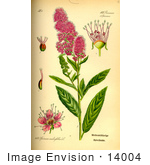 #14004 Picture Of Bridewort Spiraea (Spiraea Salicifolia)