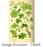 #14005 Picture Of Lady’S Mantle Lions Foot Common Lady’S Mantle Bear’S Foot Common Alchemil (Alchemilla Vulgaris)