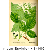 #14009 Picture Of Rubus Pedemontanus