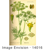 #14016 Picture Of Dill (Anethum Graveolens)