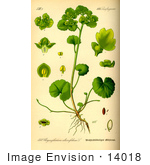 #14018 Picture Of Alternate-Leaved Golden Saxifrage (Chrysosplenium Alternifolium)
