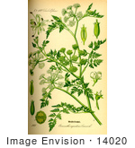 #14020 Picture Of Fineleaf Waterdropwort (Oenanthe Aquatica)