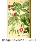 #14021 Picture of Raspberry, European Raspberry, Red Raspberry (Rubus idaeus) by JVPD