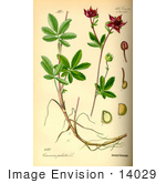 #14029 Picture Of Purple Marshlocks (Comarum Palustre)