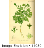 #14030 Picture Of Carrot Burr Parsley (Caucalis Platycarpos)