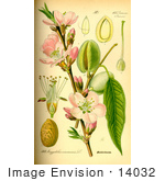 #14032 Picture Of Almond (Prunus Amygdalus)