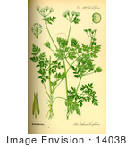 #14038 Picture Of Garden Chervil (Anthriscus Cerefolium)
