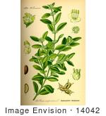#14042 Picture of Common Box, European Box, Boxwood (Buxus sempervirens) by JVPD