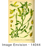 #14044 Picture Of Yellow Sweet Clover Yellow Melilot (Melilotus Officinalis)