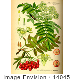 #14045 Picture Of Rowan Mountain Ash (Sorbus Aucuparia)