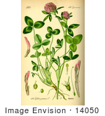 #14050 Picture Of Red Clover (Trifolium Pratense)