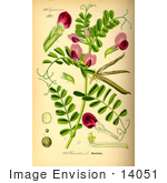 #14051 Picture of Common Vetch, Tare, Vetch (Vicia sativa) by JVPD