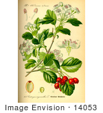 #14053 Picture Of Midland Hawthorn Woodland Hawthorn Mayflower (Crataegus Laevigata)