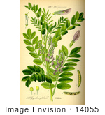 #14055 Picture Of Liquorice Licorice (Glycyrrhiza Glabra)