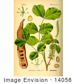 #14058 Picture Of Carob Tree (Ceratonia Siliqua)